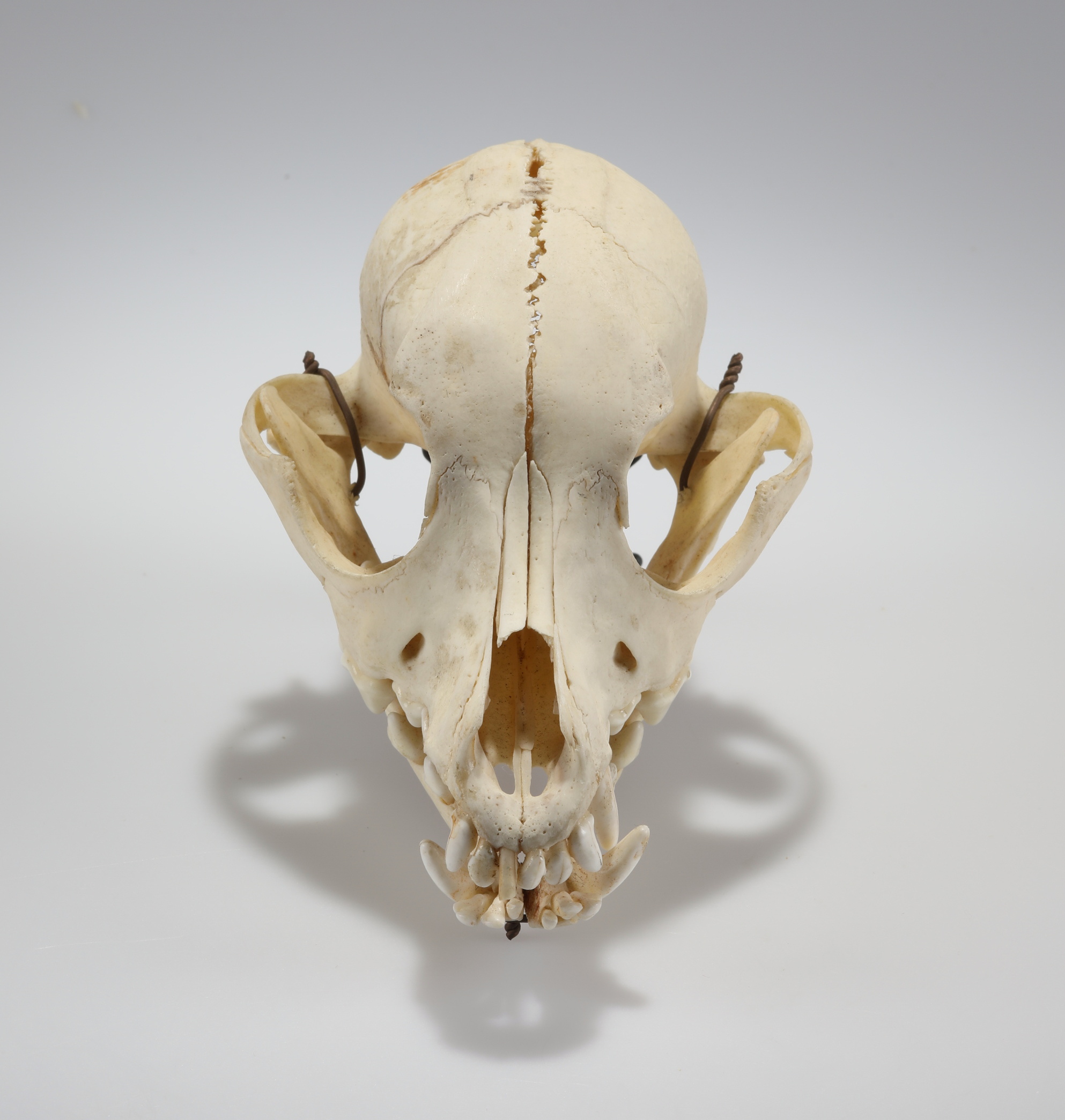 Náhledový obrázek Canis lupus f. familiaris (osteologický preparát) - 2
