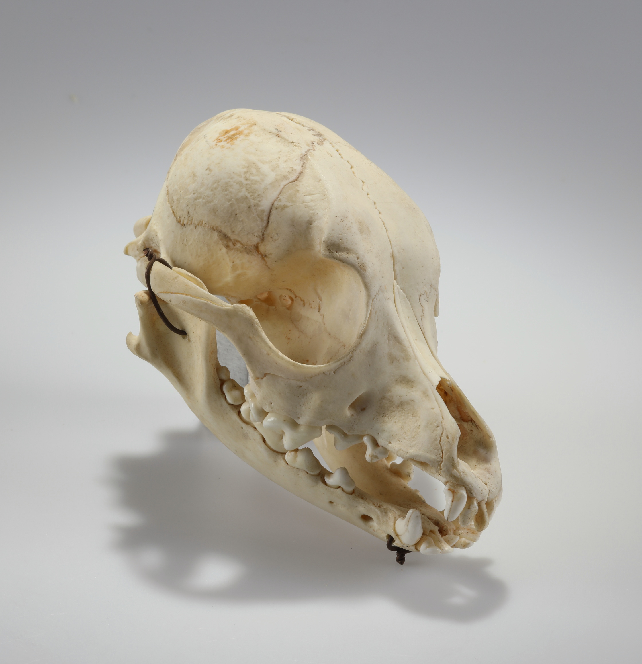 Náhledový obrázek Canis lupus f. familiaris (osteologický preparát) - 3