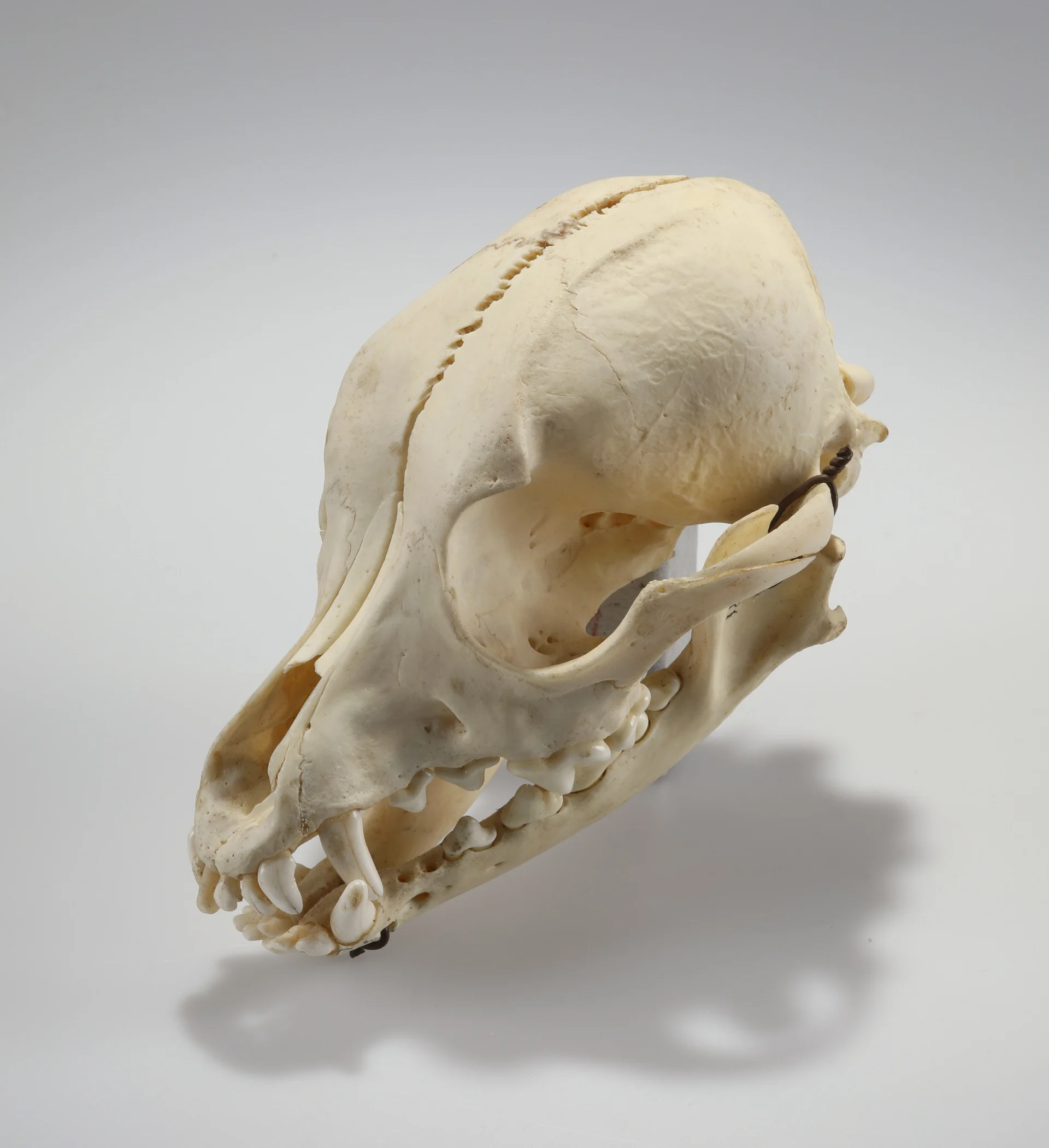 Náhledový obrázek předmětu Canis lupus f. familiaris (osteologický preparát)