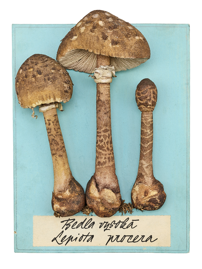 Náhledový obrázek Model bedly vysoké - 1