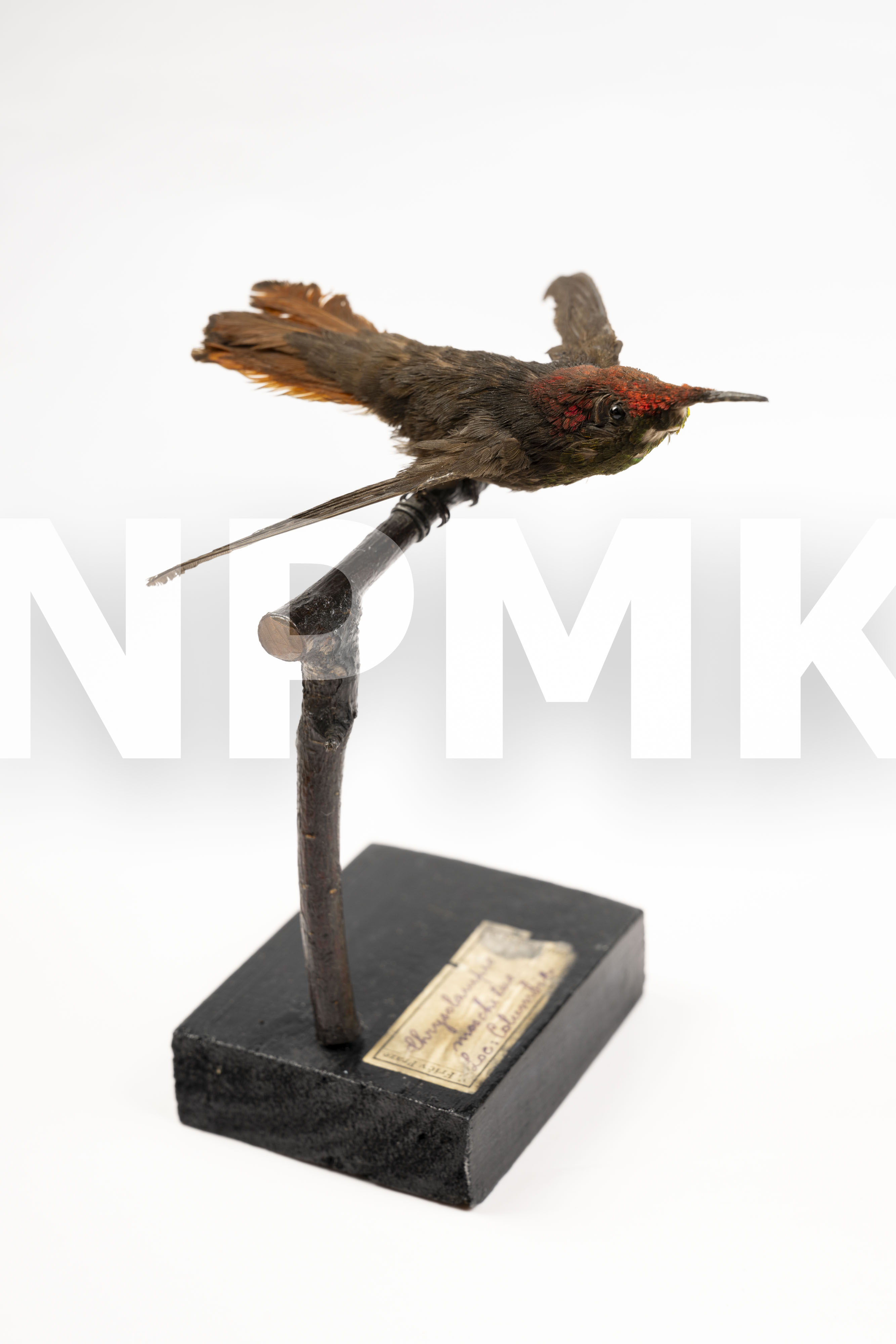 Náhledový obrázek chrysolampis moschitus - 1
