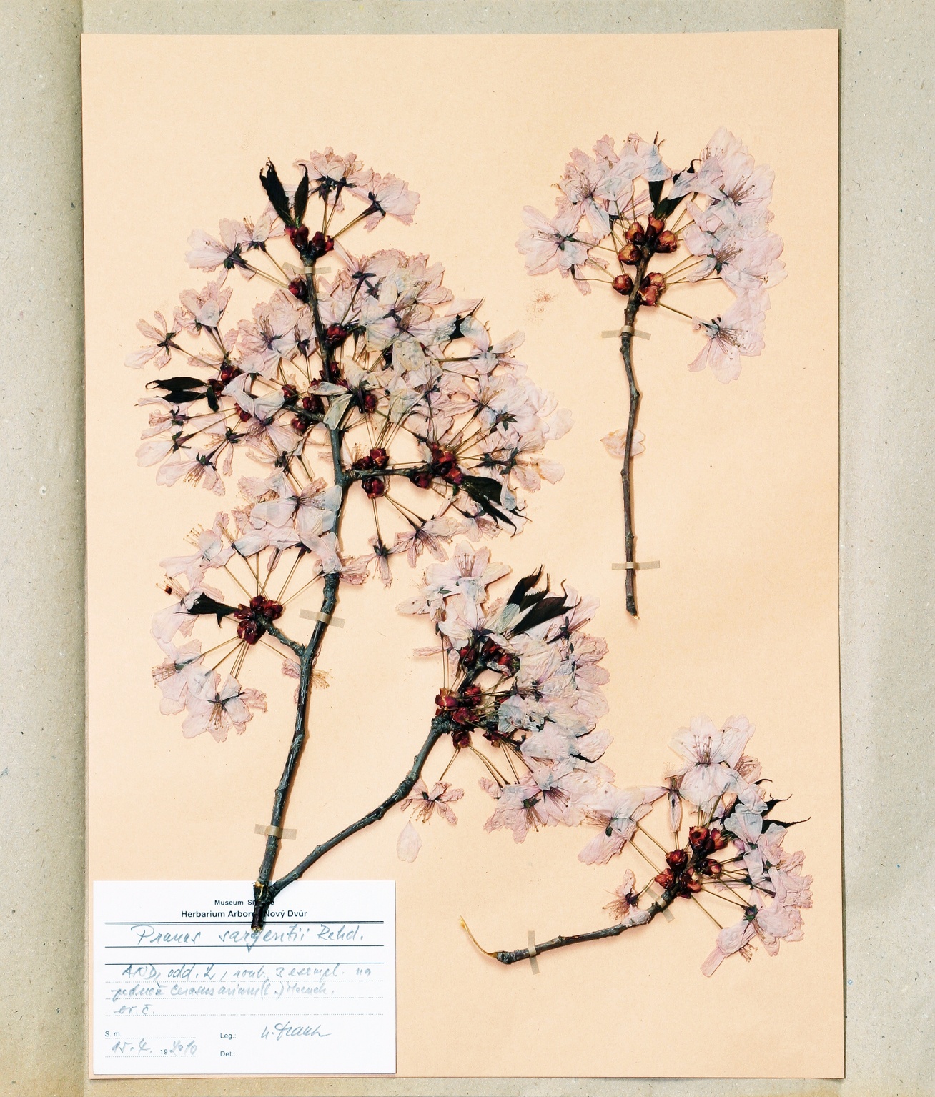 Náhledový obrázek Prunus sargentii Rehd - 1