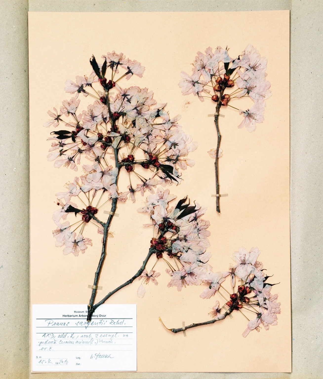 Náhledový obrázek předmětu Prunus sargentii Rehd