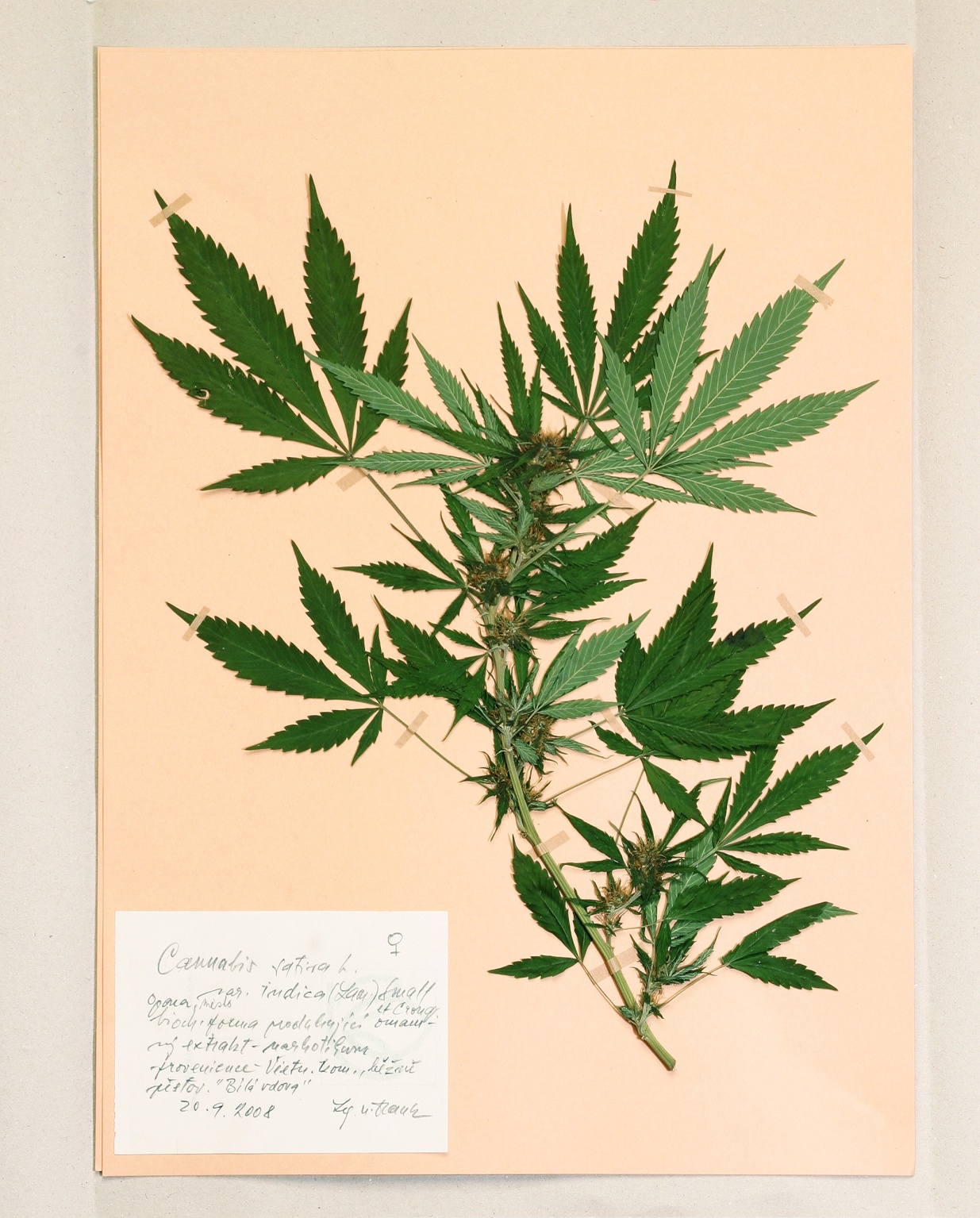 Náhledový obrázek Cannabilis sativa L., var. indica (Lam.) Small et Cronq - 1