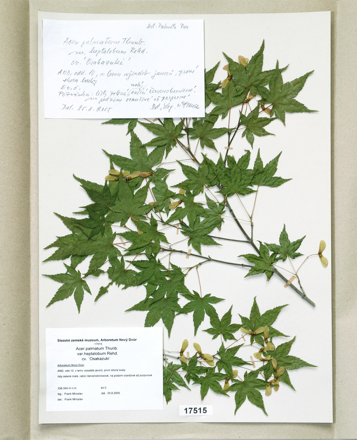 Náhledový obrázek Acer palmatum Thunb., var. heptalobum Rehd., cv. ´Osakazuki´ - 1
