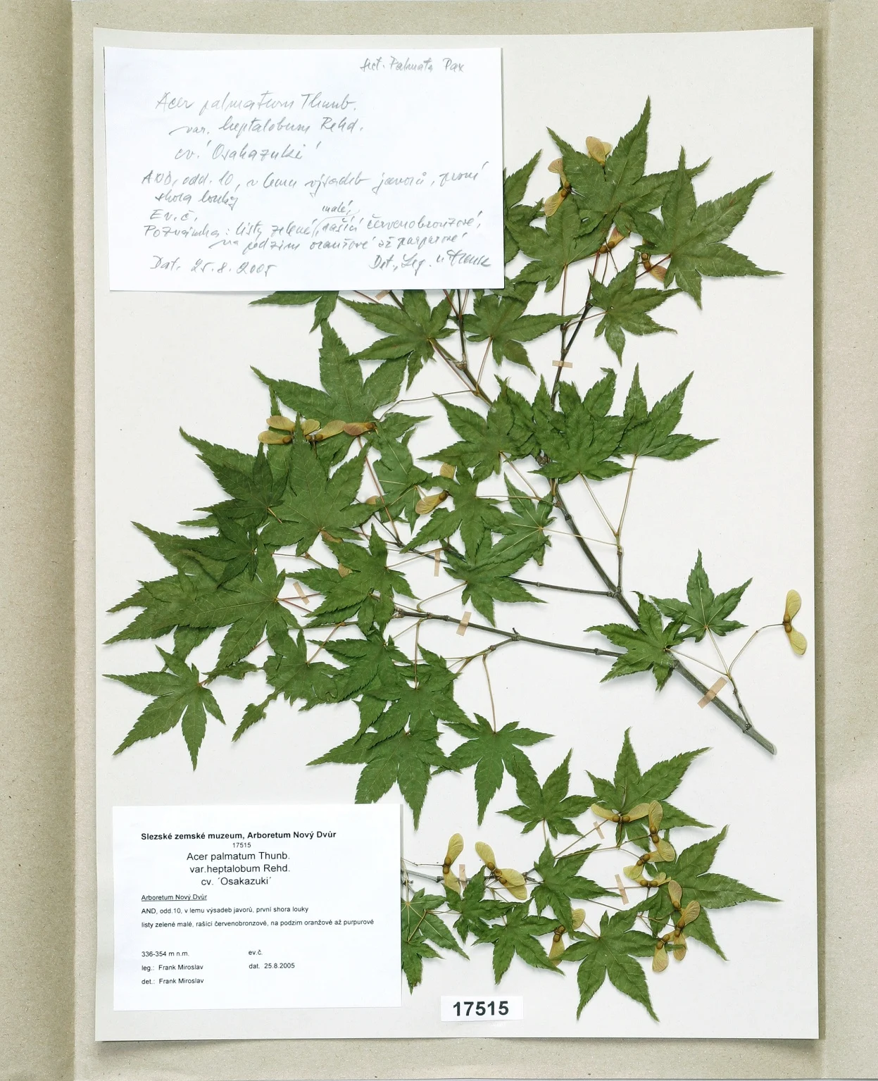 Náhledový obrázek předmětu Acer palmatum Thunb., var. heptalobum Rehd., cv. ´Osakazuki´