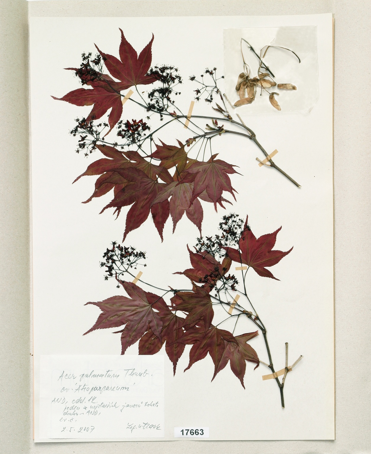 Náhledový obrázek Acer palmatum Thunb. cv.´Atropurpureum´ - 1