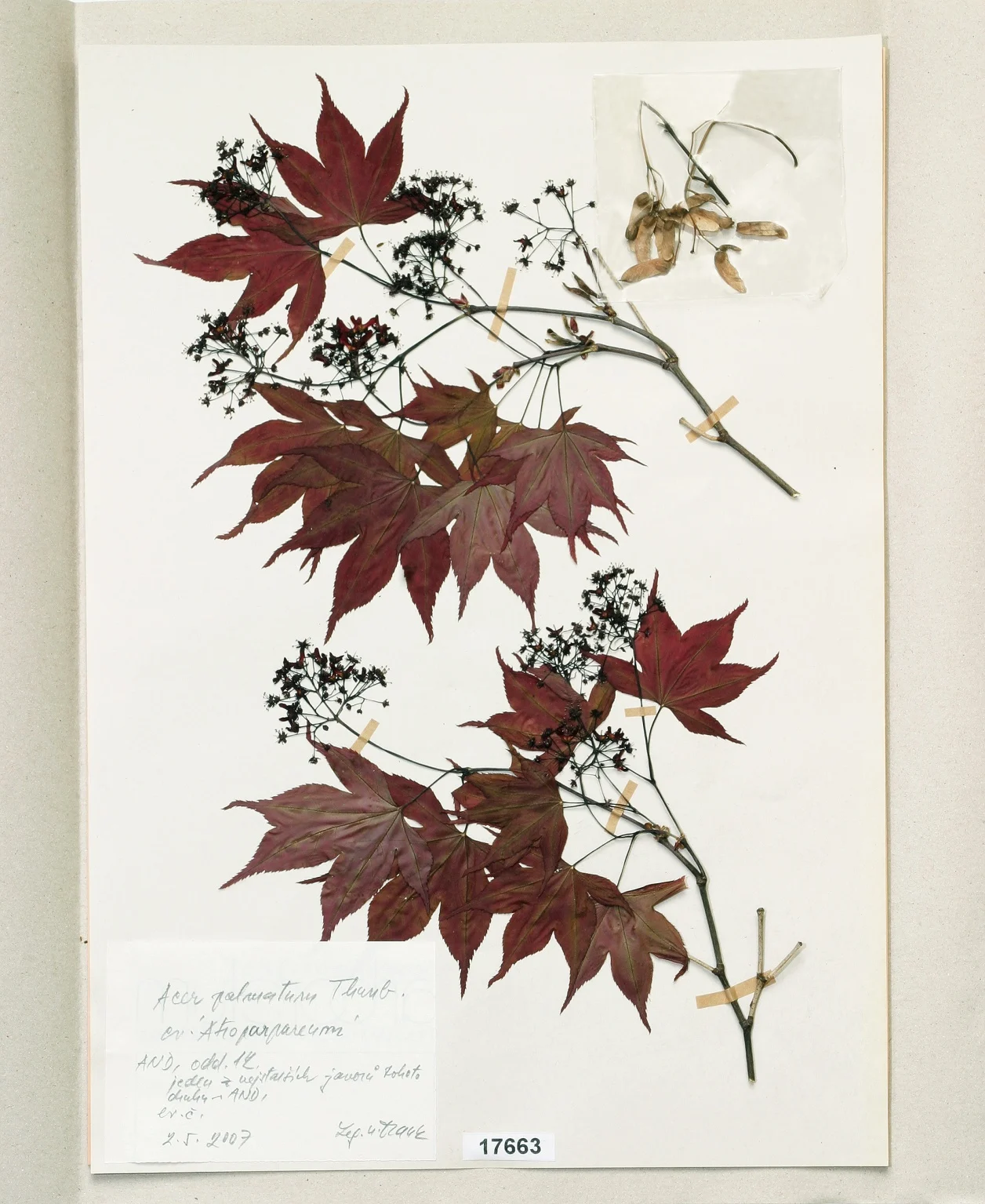 Náhledový obrázek předmětu Acer palmatum Thunb. cv.´Atropurpureum´