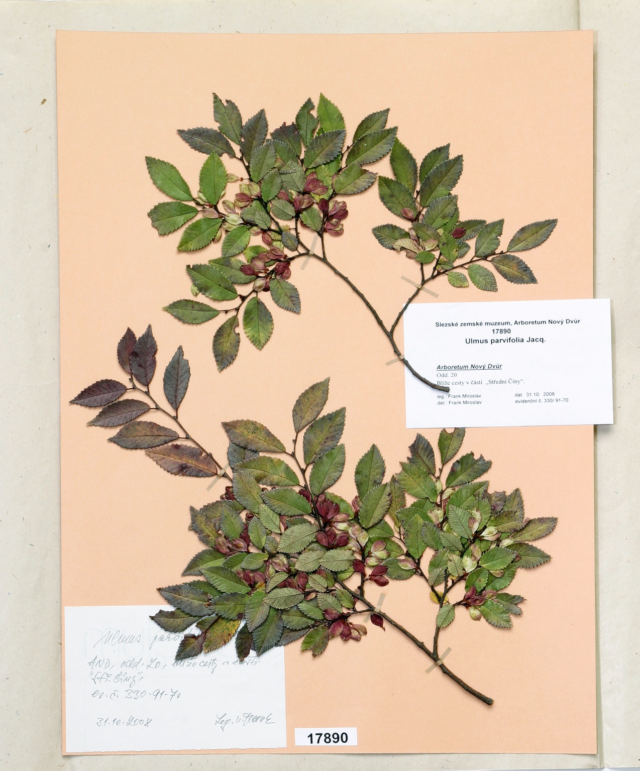 Náhledový obrázek Ulmus parvifolia Jacq - 1