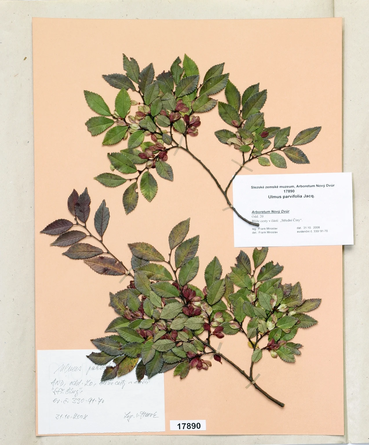 Náhledový obrázek předmětu Ulmus parvifolia Jacq