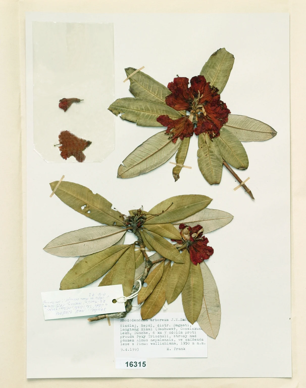 Náhledový obrázek předmětu Rhododendron arboreum J.E.Smith