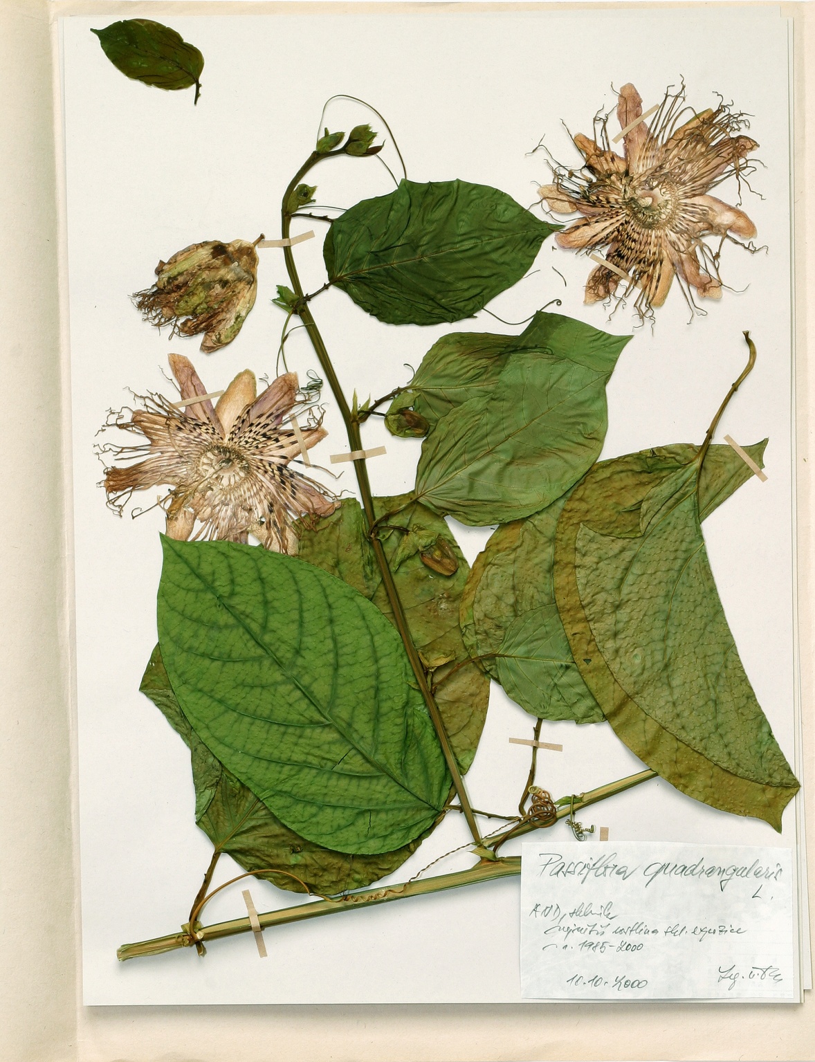 Náhledový obrázek Passiflora quadrangularis L - 1