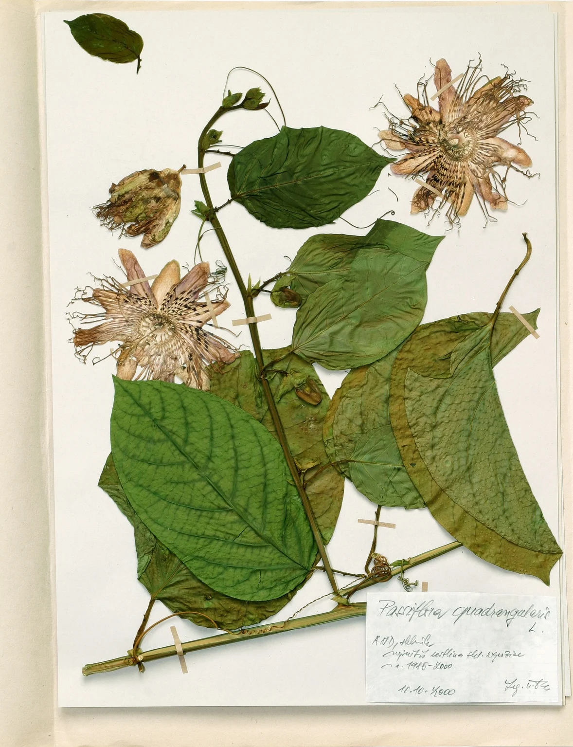 Náhledový obrázek předmětu Passiflora quadrangularis L