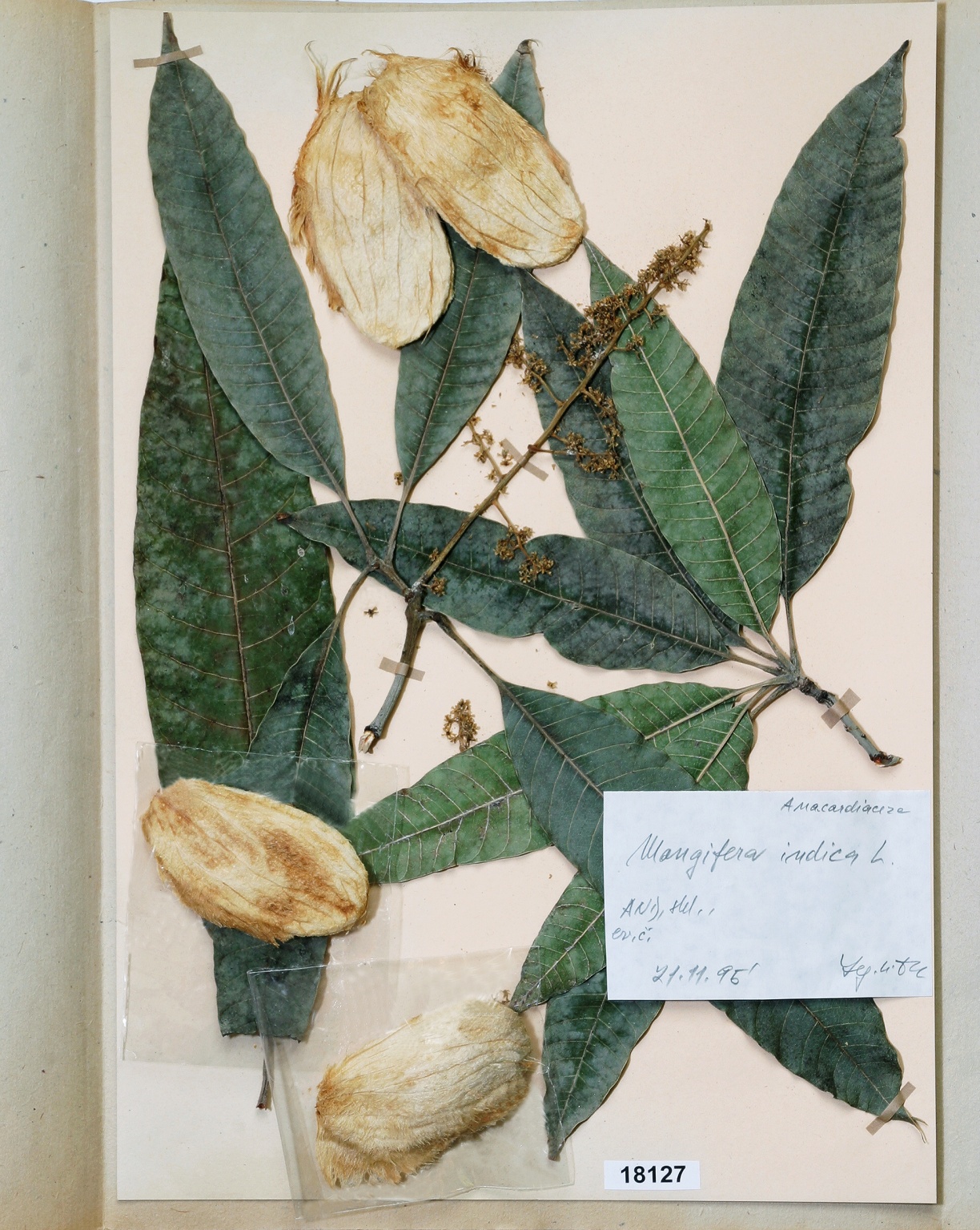 Náhledový obrázek Mangifera indica L - 1