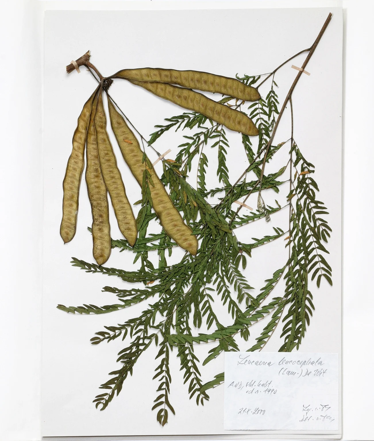Náhledový obrázek předmětu Leucaena leucocephala (Lam.) De Wit