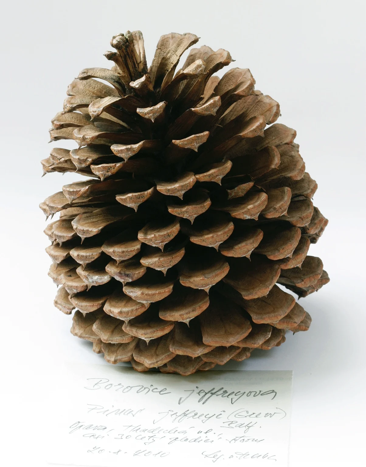 Náhledový obrázek předmětu Pinus jeffreyi (Grew) Balf