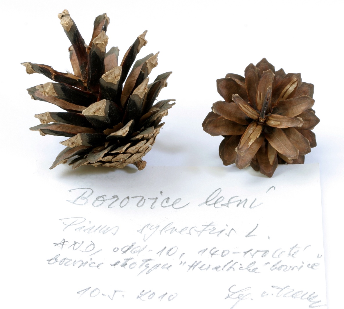 Náhledový obrázek Pinus sylvestris L - 1