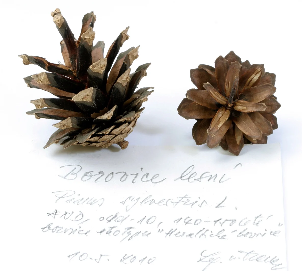 Náhledový obrázek předmětu Pinus sylvestris L