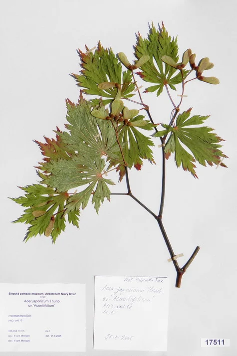 Náhledový obrázek předmětu Acer japonicum Thunb. cv. ´Aconitifolium´