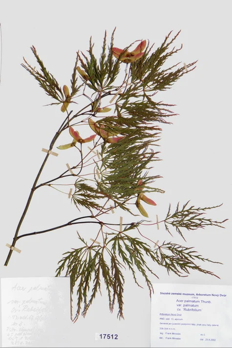 Náhledový obrázek předmětu Acer palmatum Thunb. var. palmatum cv. ´Rubrifolium´