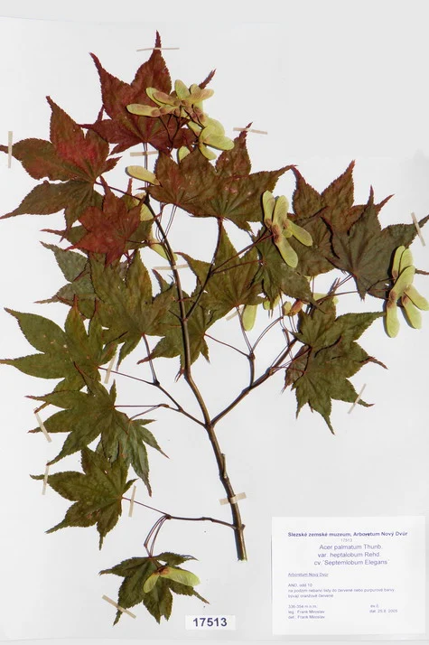Náhledový obrázek předmětu Acer palmatum Thunb. var. heptalobum Rehd. cv. ´Septemlobum Elegans´