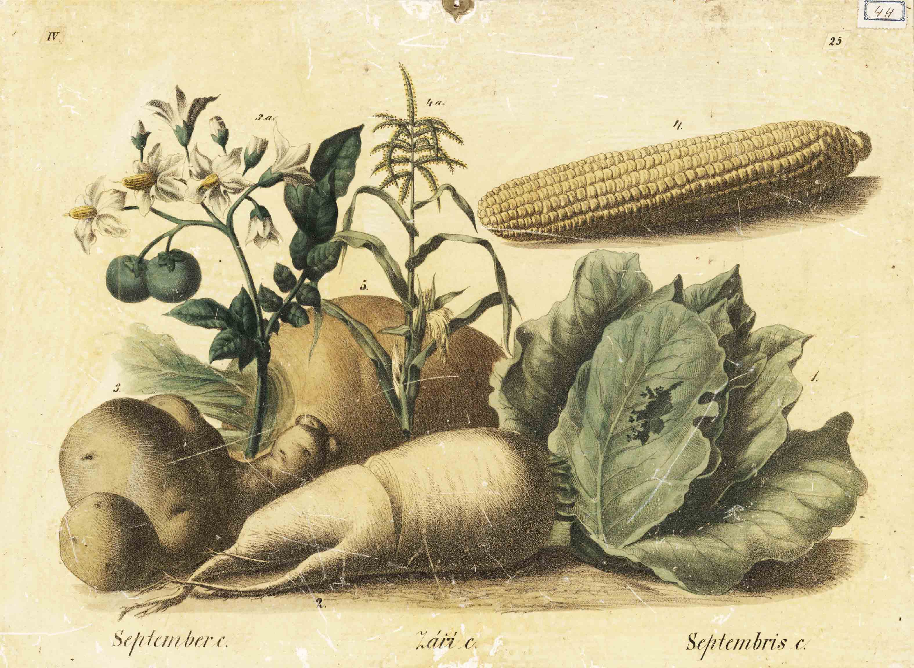 Náhledový obrázek Výukový obraz – září – plody - 1