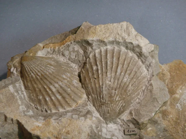 Náhledový obrázek předmětu Velopecten astartinus