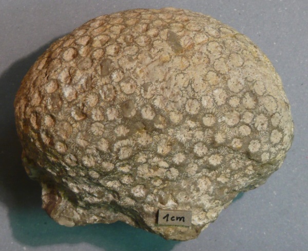 Náhledový obrázek Anthozoa - 1