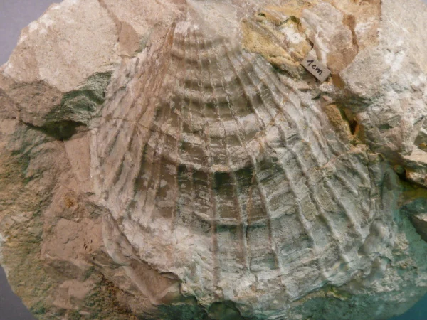 Náhledový obrázek předmětu Velopecten inaequistriatus