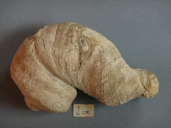 Náhledový obrázek Heterodiceras luci - 1