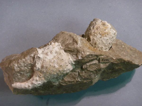 Náhledový obrázek předmětu Palaeopalinurus glaessneri