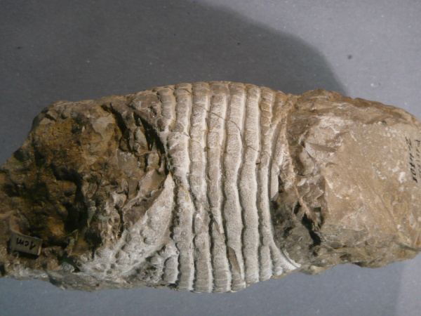 Náhledový obrázek Palaeopalinurus glaessneri - 1