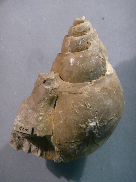Náhledový obrázek Tylostoma ponderosum - 1