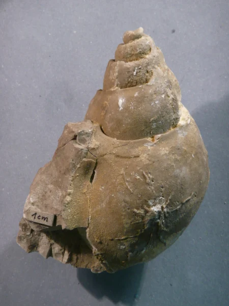 Náhledový obrázek předmětu Tylostoma ponderosum