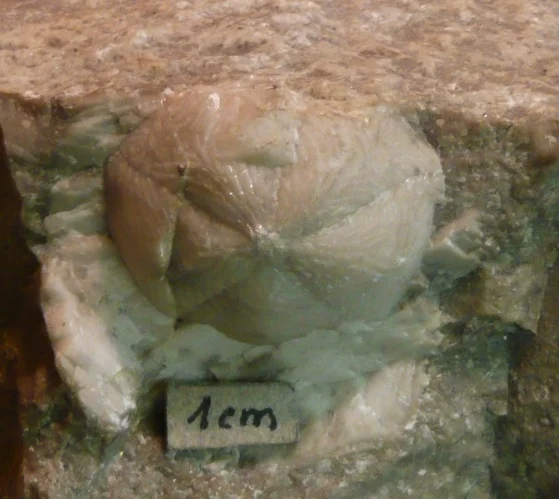 Náhledový obrázek předmětu Pseudosaccocoma sp.