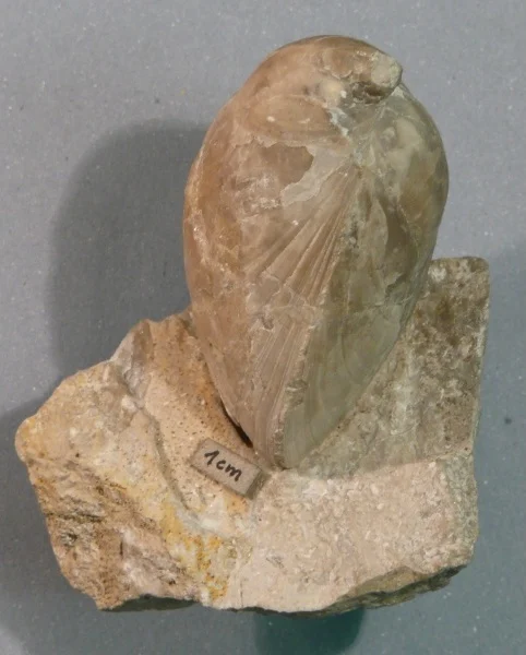 Náhledový obrázek předmětu Tropeothyris tichaviensis