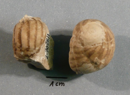 Náhledový obrázek Nerita chromatica - 1