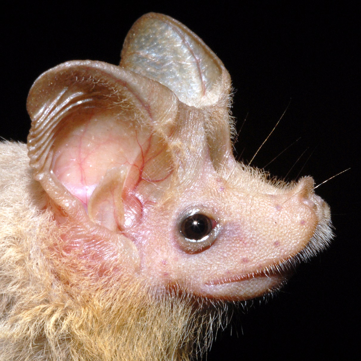 Náhledový obrázek Rhinopoma hadramauticum - 1