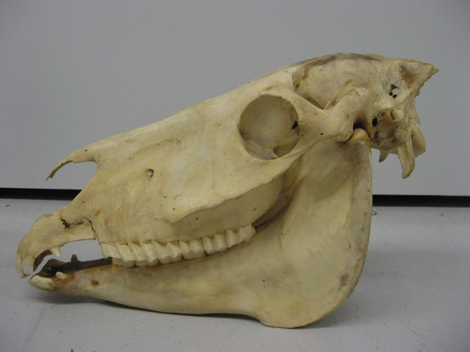 Náhledový obrázek předmětu Asinus hemionus kulan