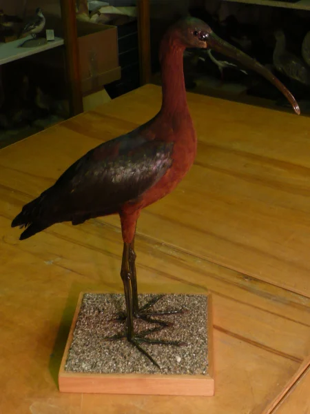 Náhledový obrázek předmětu Ibis hnědý Plegadis falcinellus (Linnaeus, 1766), adultní jedinec neurčeného pohlaví