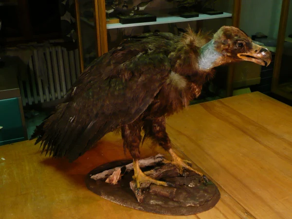Náhledový obrázek předmětu Sup hnědý Aegypius monachus (Linnaeus, 1766), adultní samec