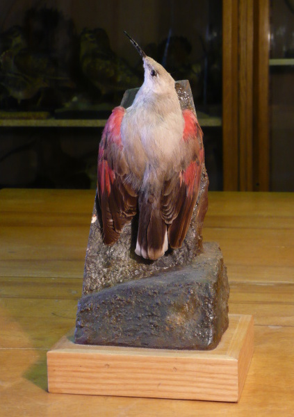 Náhledový obrázek Zedníček skalní Tichodroma muraria (Linnaeus, 1766), jedinec neurčeného pohlaví - 1