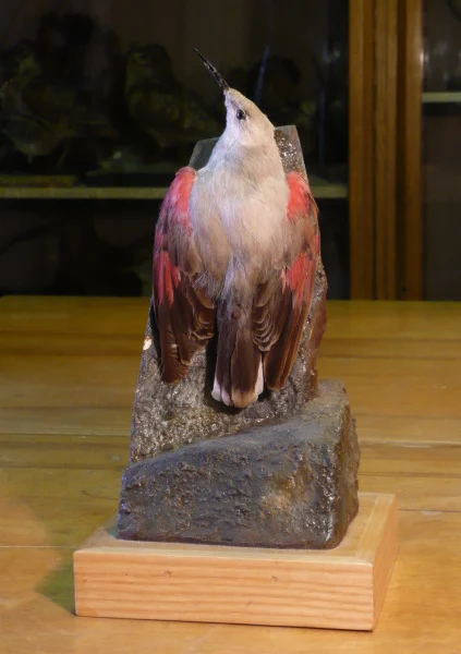 Náhledový obrázek předmětu Zedníček skalní Tichodroma muraria (Linnaeus, 1766), jedinec neurčeného pohlaví