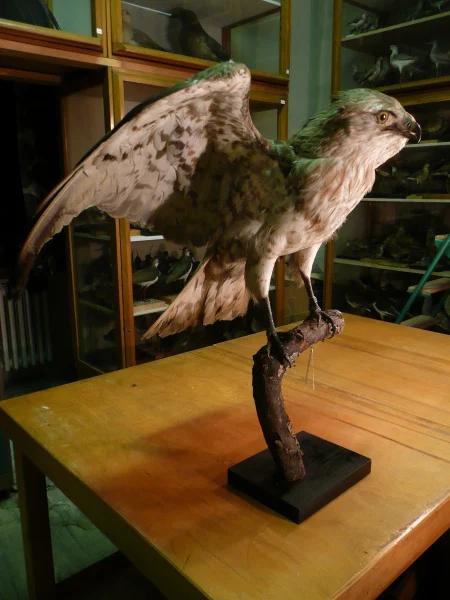 Náhledový obrázek předmětu Orlík krátkoprstý Circaetus gallicus (J. F. Gmelin, 1788), adultní samice