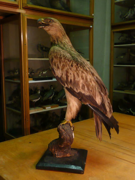 Náhledový obrázek Orel královský Aquila heliaca Savigny, 1809, adultní samice - 1
