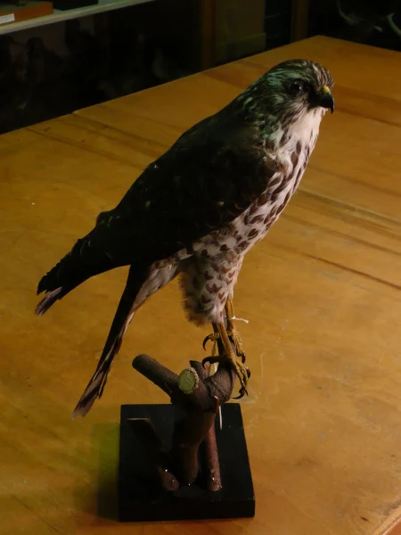 Náhledový obrázek předmětu Krahujec krátkoprstý Accipiter brevipes (Severtzov, 1850), juvenilní samice