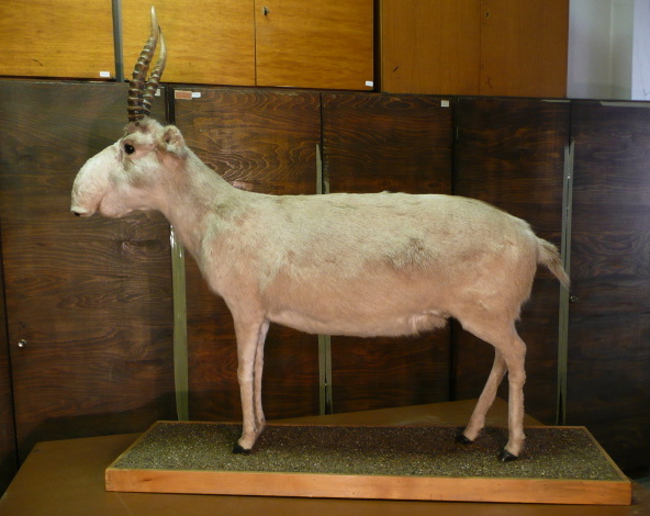 Náhledový obrázek Sajga tatarská Saiga tatarica (Linnaeus, 1766), adultní samec - 1