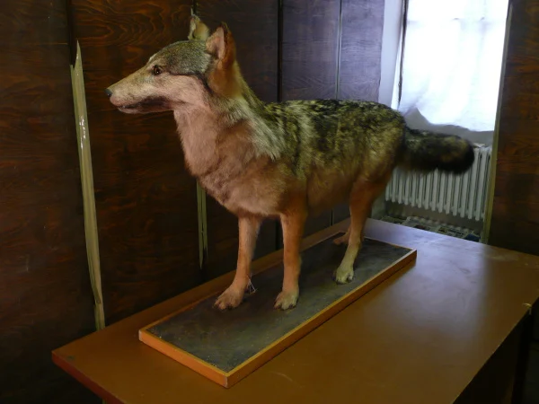 Náhledový obrázek předmětu Vlk obecný Canis lupus Linnaeus, 1758, adultní samice