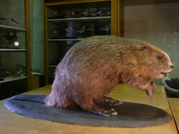 Náhledový obrázek předmětu Bobr evropský Castor fiber Linnaeus, 1758, adultní samice
