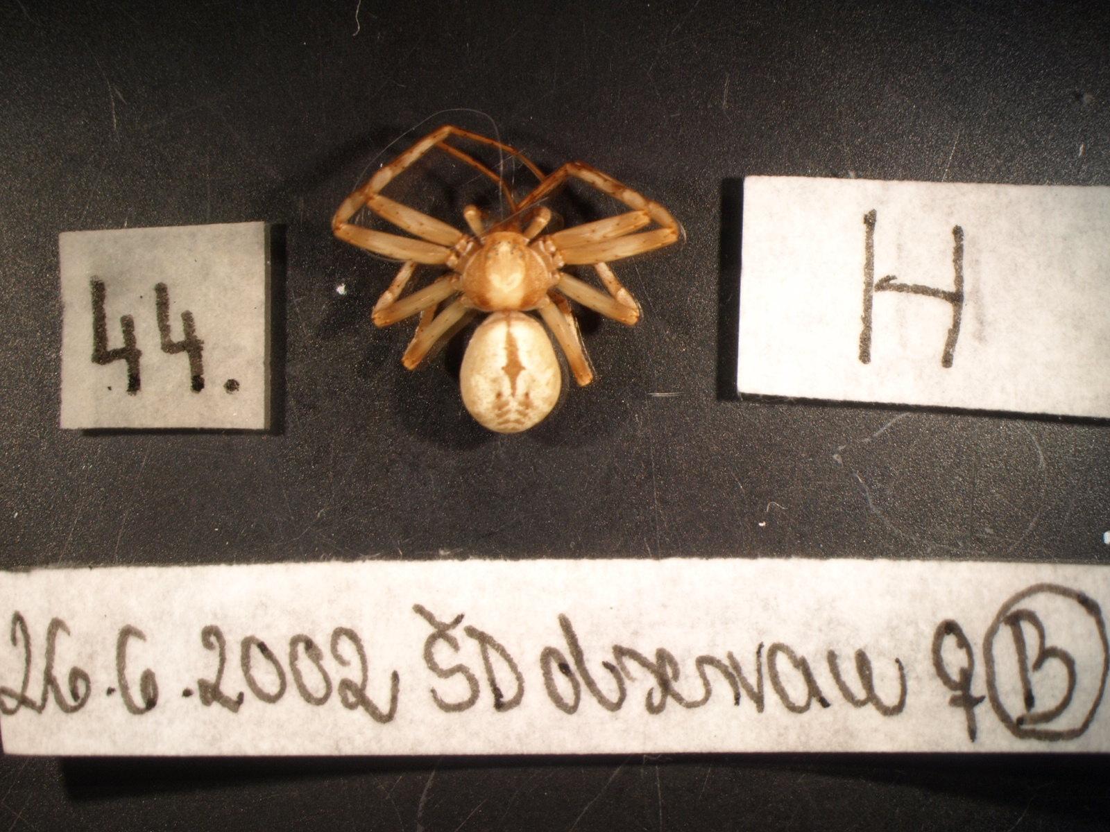 Náhledový obrázek Philodromus buchari - 1